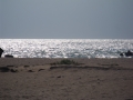 Plaja Eforie Sud 2013